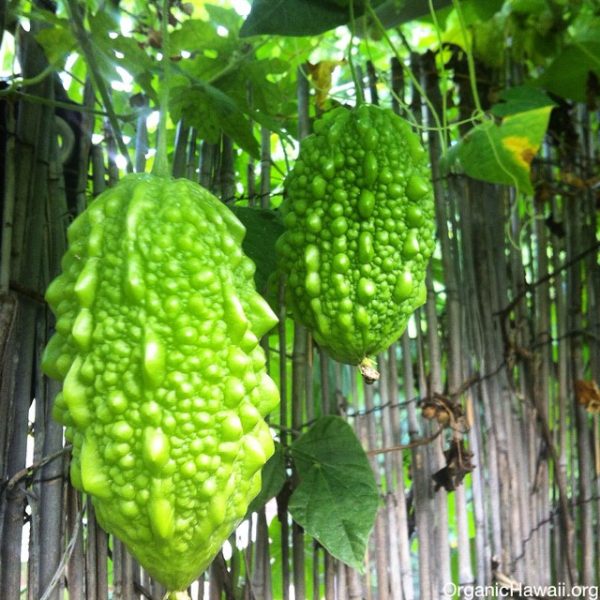 Bitter Melon seeds (Bitter Gourd, Karela) Organic Hawaii
