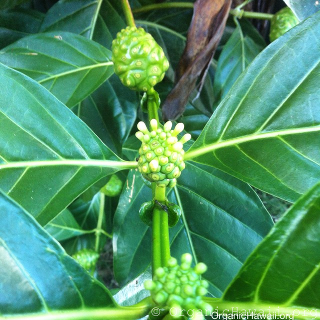 Noni seeds (Morinda citrifolia) Organic Hawaii