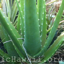 Aloe vera | Organic Hawaii Shop - plants for sale