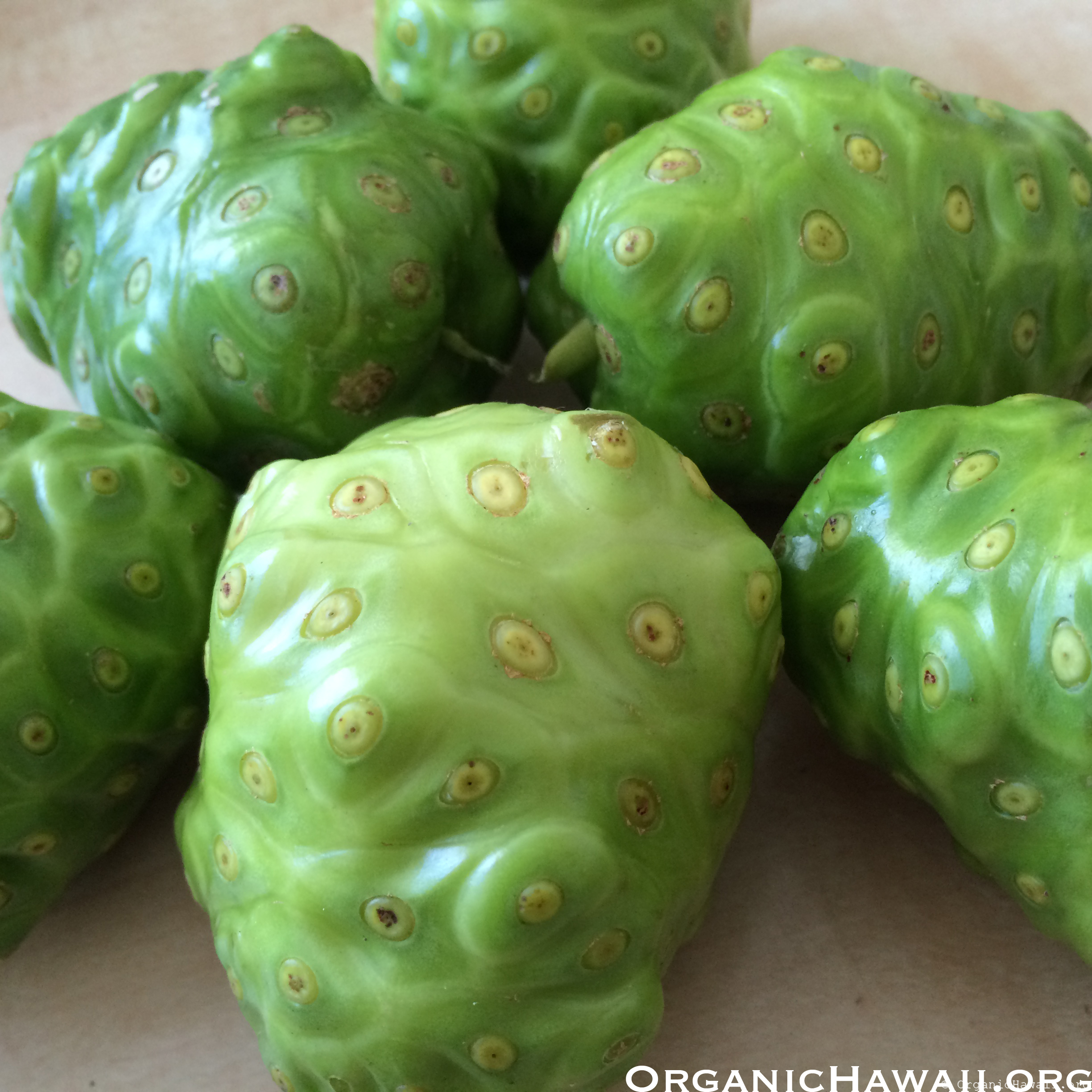 Noni seeds (Morinda citrifolia) Organic Hawaii